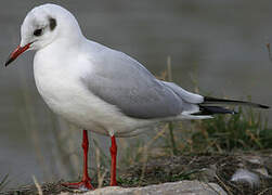 Mouette rieuse