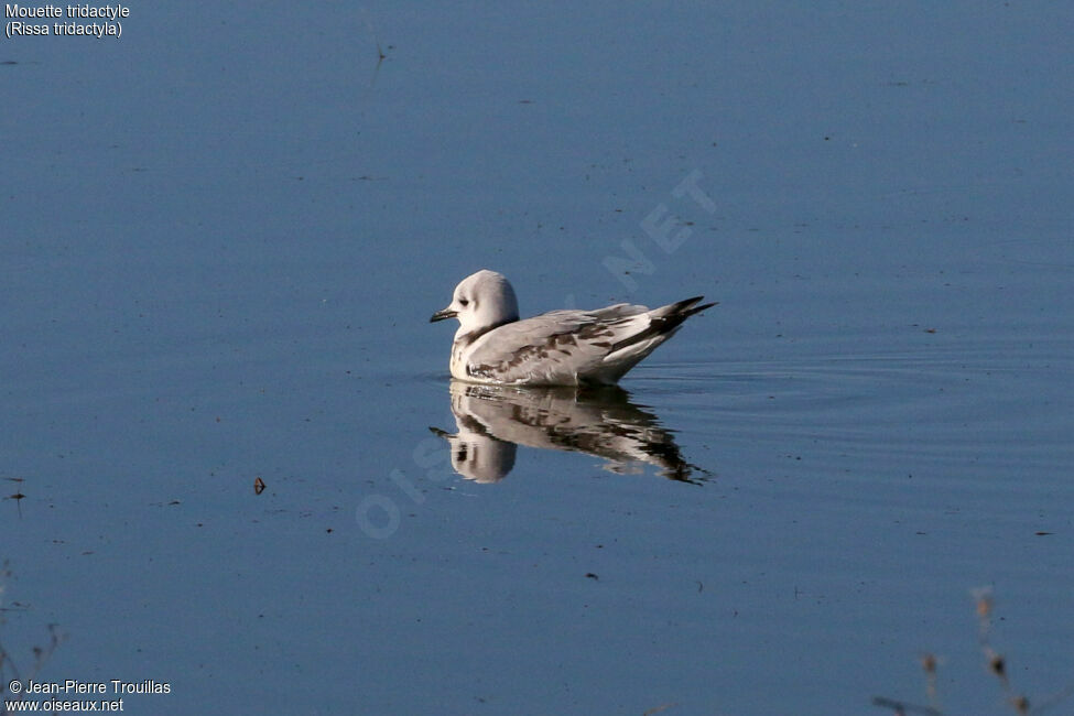 Black-legged KittiwakeFirst year