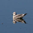 Mouette tridactyle