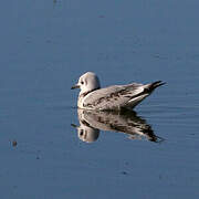 Black-legged Kittiwake