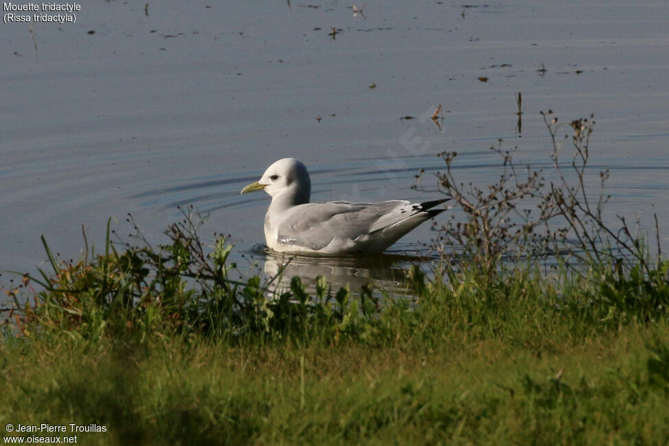 Black-legged Kittiwakeadult