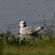 Black-legged Kittiwake