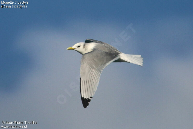 Mouette tridactyleadulte, Vol