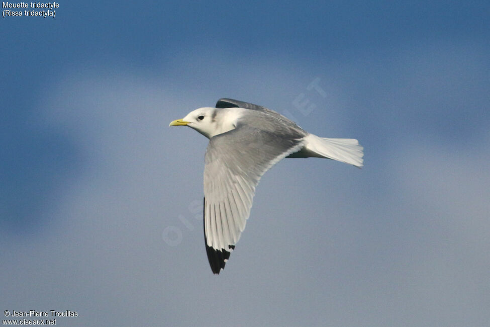 Black-legged Kittiwakeadult, Flight