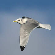 Black-legged Kittiwake