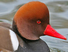 Red-crested Pochard