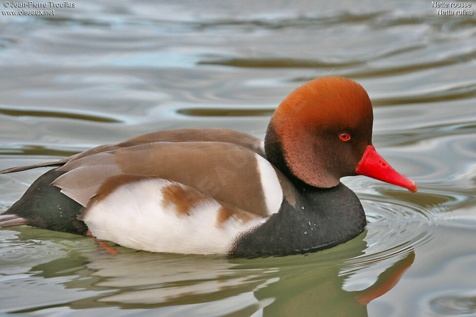 Red-crested Pochard