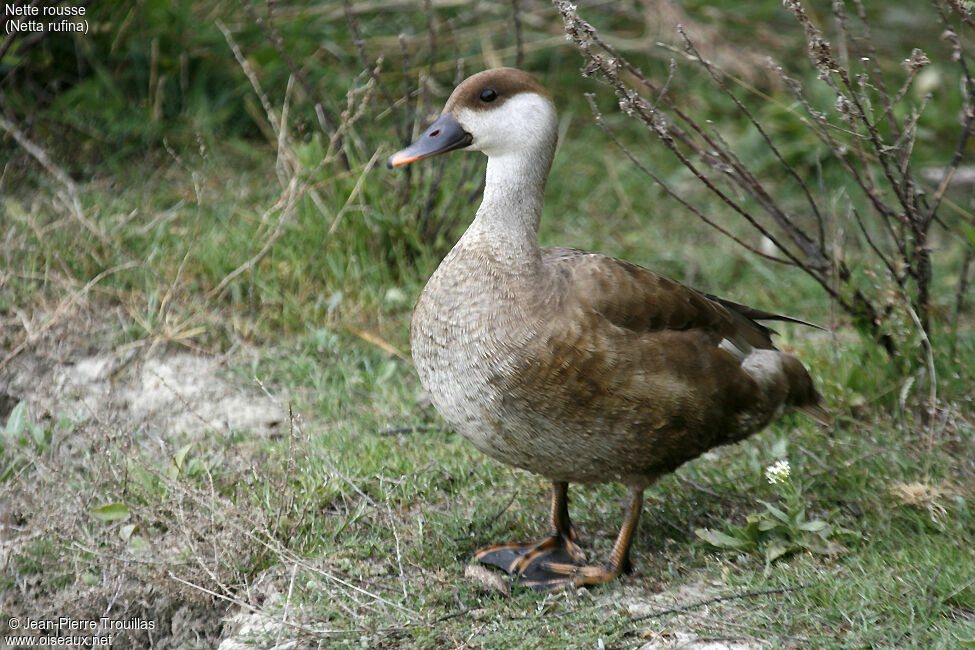 Red-crested Pochard