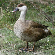 Red-crested Pochard