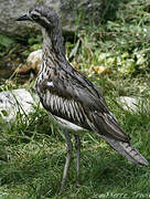 Bush Stone-curlew