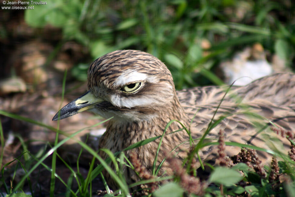 Eurasian Stone-curlewadult