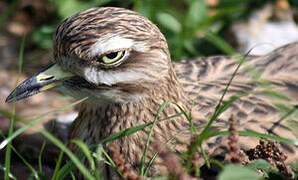 Eurasian Stone-curlew