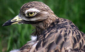 Eurasian Stone-curlew