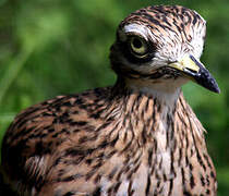 Eurasian Stone-curlew