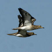 Eurasian Stone-curlew