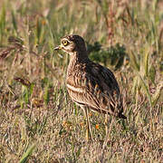 Eurasian Stone-curlew