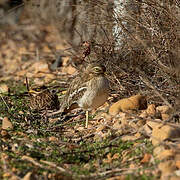 Eurasian Stone-curlew