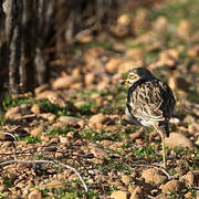 Eurasian Stone-curlew