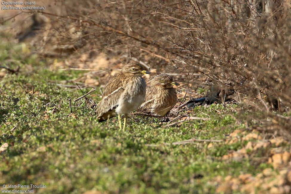 Eurasian Stone-curlew