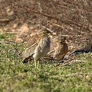 Eurasian Stone-curlew