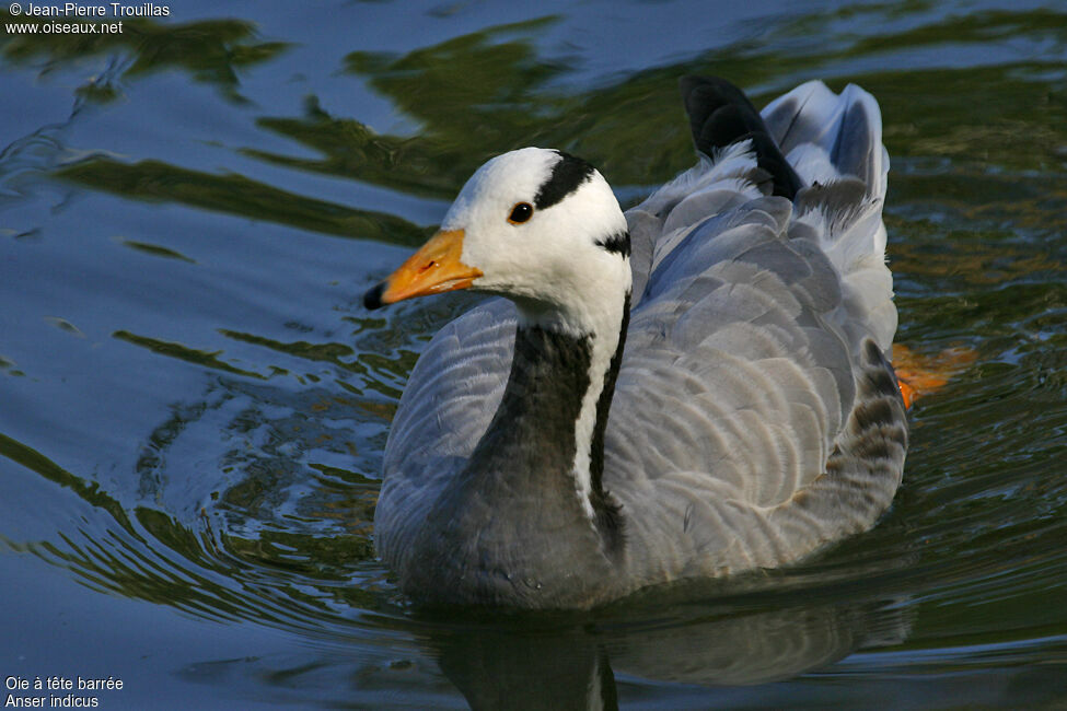 Bar-headed Goose