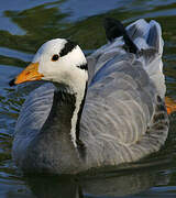 Bar-headed Goose