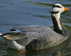 Bar-headed Goose