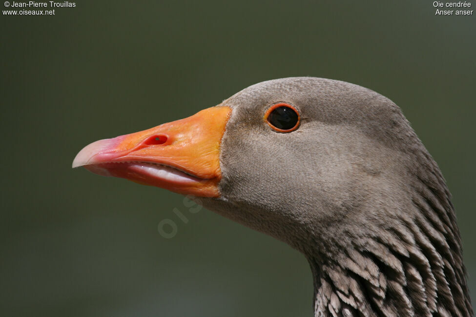 Greylag Goose