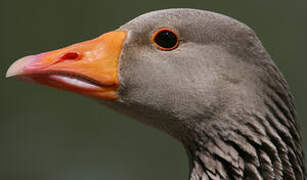 Greylag Goose