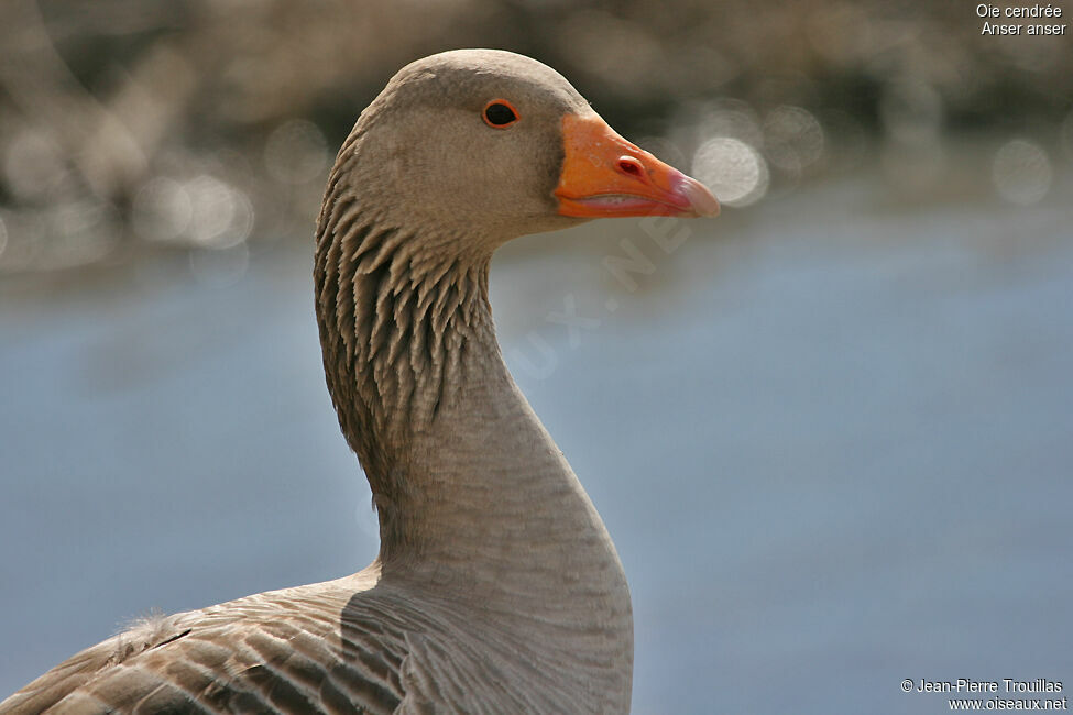 Greylag Gooseadult