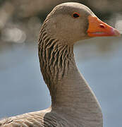 Greylag Goose