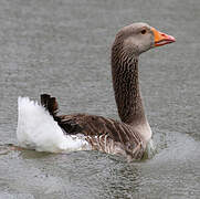 Greylag Goose