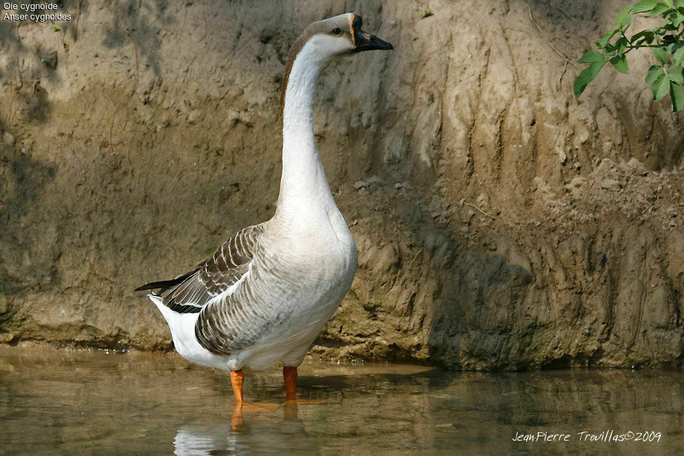 Swan Goose