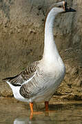 Swan Goose