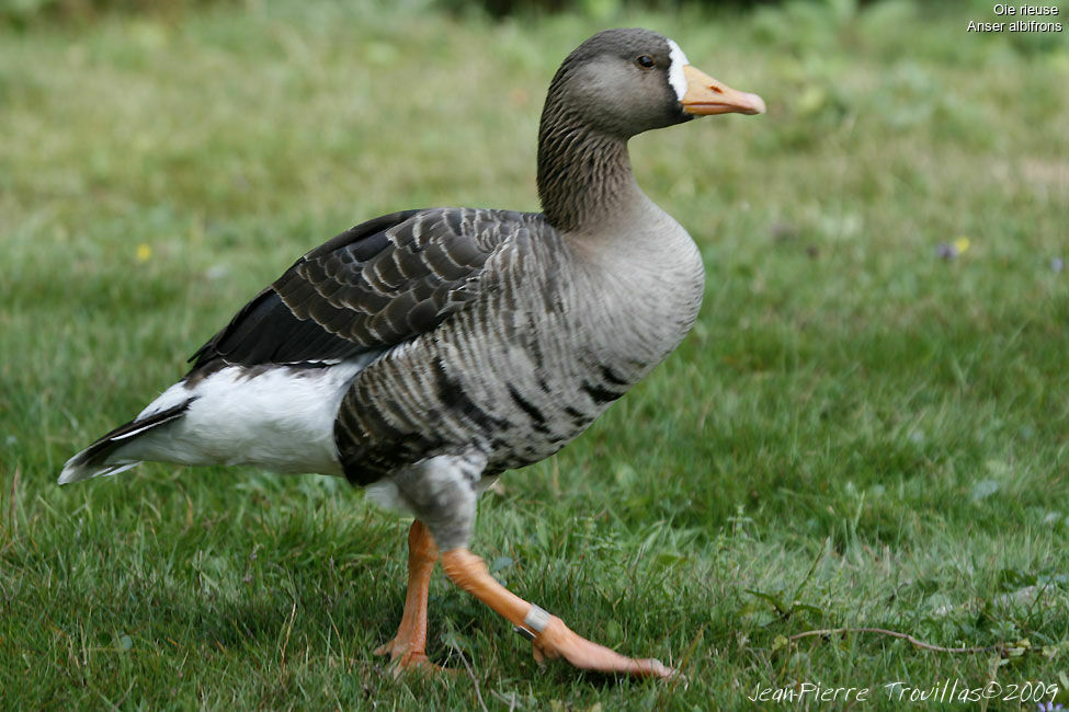 Greater White-fronted Goose