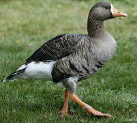 Greater White-fronted Goose