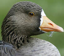 Greater White-fronted Goose