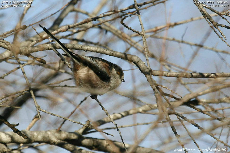 Long-tailed Tit