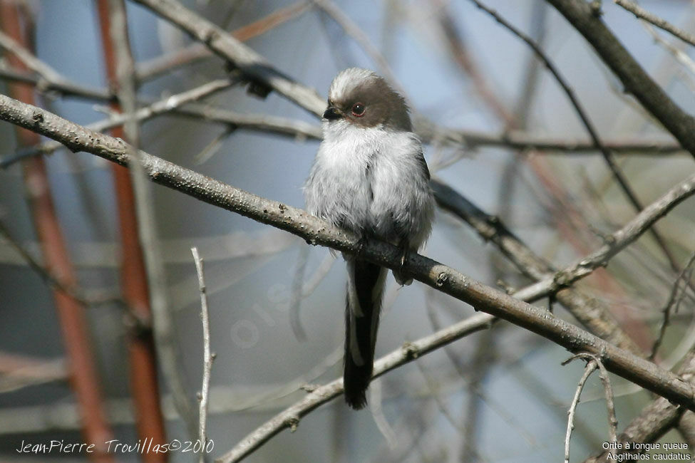 Long-tailed Tit