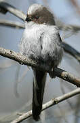 Long-tailed Tit