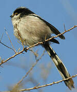 Long-tailed Tit