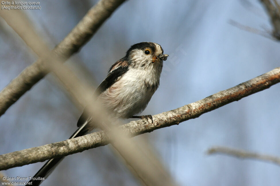 Long-tailed Tit