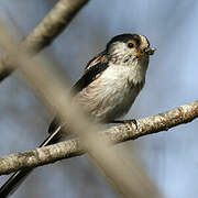 Long-tailed Tit