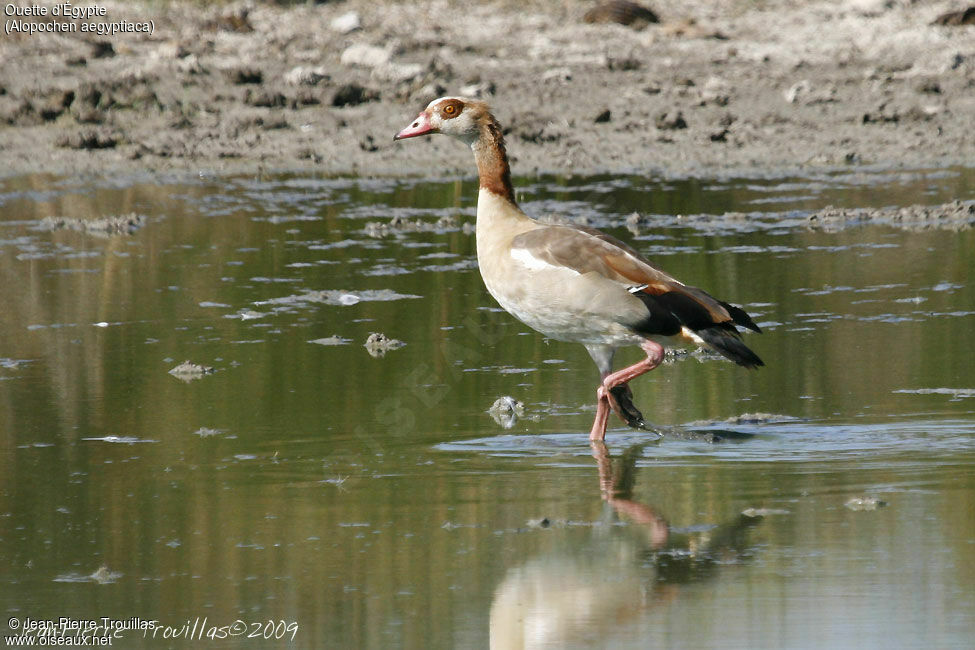 Egyptian Goose