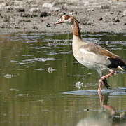 Egyptian Goose