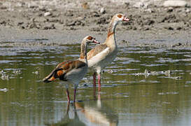 Egyptian Goose