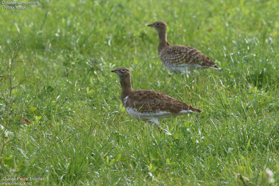 Little Bustard