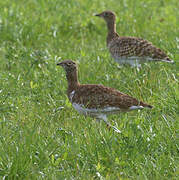 Little Bustard