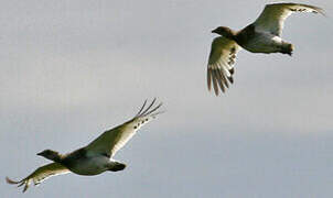 Little Bustard