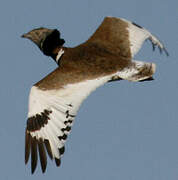 Little Bustard